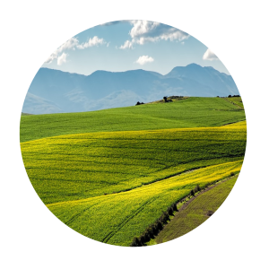 champs agricole